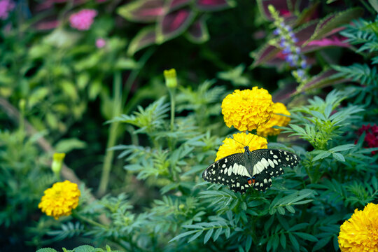 Fototapeta butterfly on yellow marigolds flower