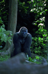 Congo-Brazzaville