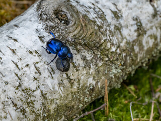 Close-up of a dor beetle (Geotrupidae) pushing a ball of feces over birch bark. An example of...