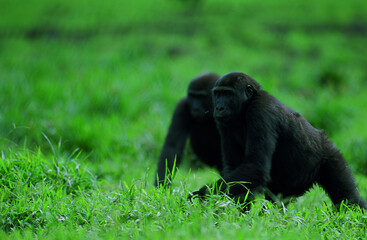 afrique, congo-brazzaville, gorille de plaine, gorille de l'ouest, biodiversité, nature, éléphant, animal, 