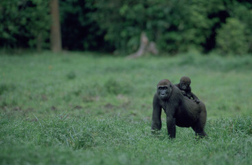 Congo-Brazzaville