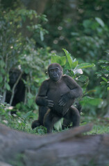 Congo-Brazzaville