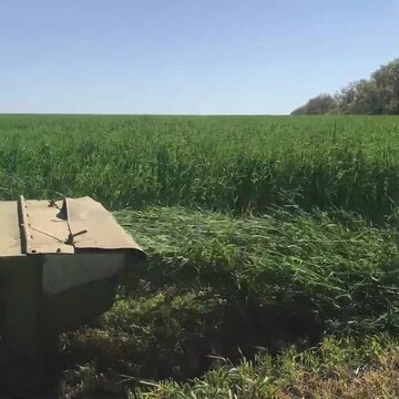 Rye for haylage is mowed and laid in windrows for tying. Later, it will be put into silage pits to provide nutritious feed for cows and calves at the dairy farm
