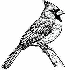 Detailed Cardinal Bird Perched - Black and White Line Art Illustration