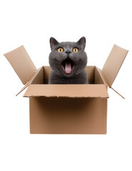 Fototapeta premium Happy black cat with yellow eyes sitting in open cardboard box, isolated on transparency background, playful and surprised expression, pet animal concept