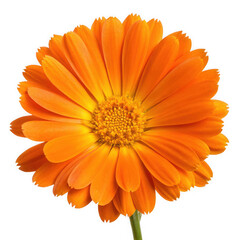 Photo of a vibrant orange and yellow marigold flower isolated on transparent background