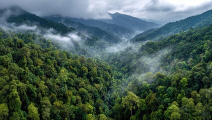 Misty mountain valley shrouded in lush green forest