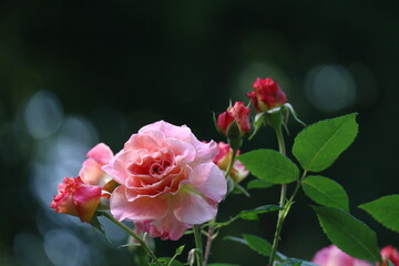 花の女王