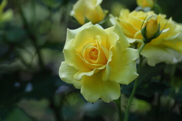 花の女王