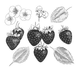 Set of sketch style strawberries. Black and white hand drawn strawberry leaves, blossom, flowers isolated on white background. Ripe berries