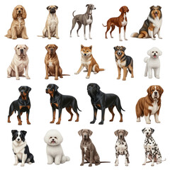 Diverse collection of dog breeds posed against a white background