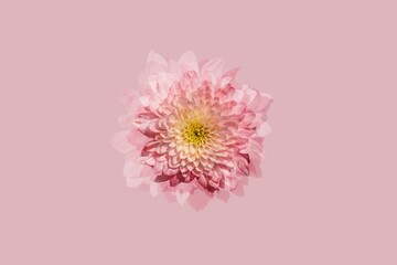 Pink flowers and pink background