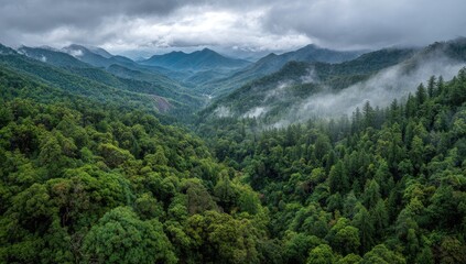 Obraz premium Misty mountain valley, lush forests