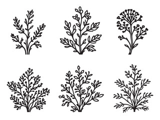 coral bells floral outline