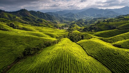 Obraz premium Lush green tea plantations terraced on hills, dramatic sky