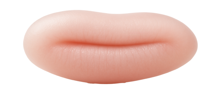 Early neurula stage embryo with elongated body and forming neural groove