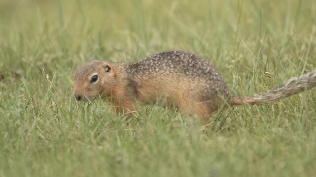 Erdh&ouml;rnchen Nahaufnahme niedlich Mongolei