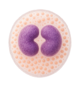 Leukocyte with bilobed nucleus and pale, eosinophilic granules