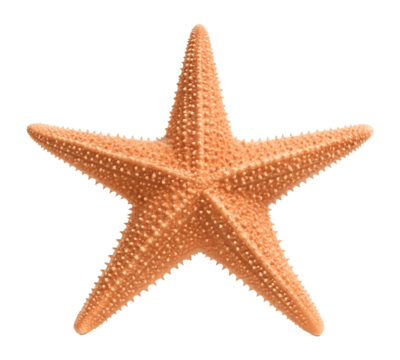 Starfish with five arms, central disc, and spiny surface texture