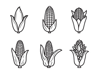 corn cob botanical illustration