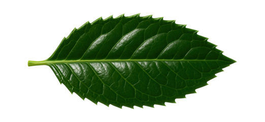 Arbutus unedo leaf with serrated edges and glossy, deep green color