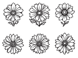 Obraz premium cornflower floral outline drawing