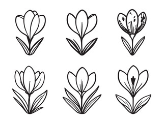 crocus flower line art