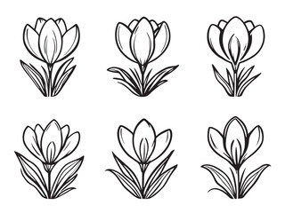 crocus vector line art