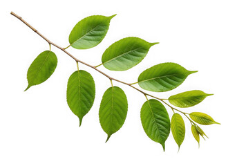 Naklejka premium Green branch foliage plant stem botanical element isolated on transparent background