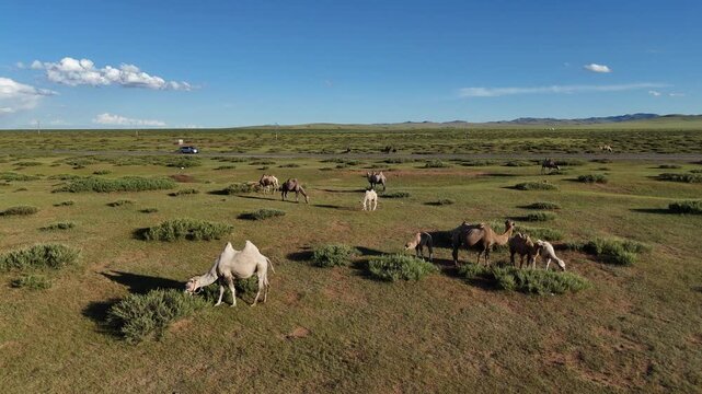 Kamele Mongolei