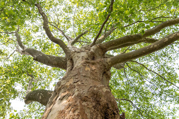 American cynamore tree bottow view