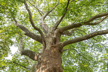Obraz premium American cynamore tree bottow view