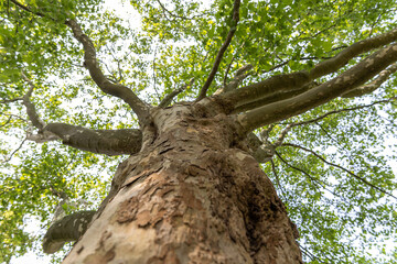 American cynamore tree bottow view