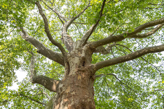 American cynamore tree bottow view