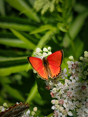 A vivid large copper butterfly (Lycaena dispar) resting on delicate white flowers, captured at Faktor Meadow in full bloom.