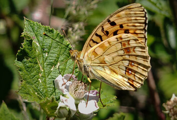 Silver-washed fritillary butterfly feeding on bramble flowers