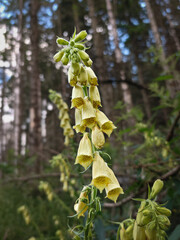 Close-up of a tall yellow foxglove plant (Digitalis grandiflora) flowering in the shade of a pine forest. A rare and protected species found in Central European mountains. © Tibor