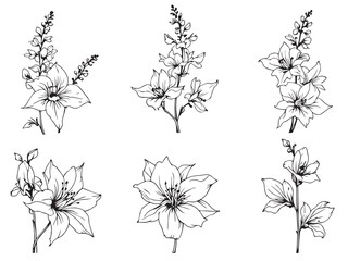 delphinium botanical vector