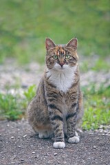 Young tabby cat sitting in the backyard and looking curious at camera. Vertical image with selective focus. 