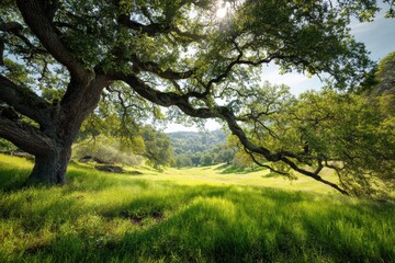 Obraz premium Oak Tree California: Sunlit Majestic Oak Tree in Lush Meadow Landscape