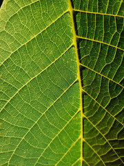 Green leaf texture. Close-up view of walnut tree leaf against the light.