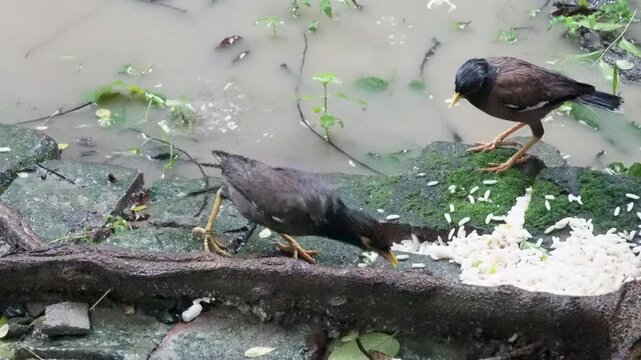 Two common mynas are in the rain eating food