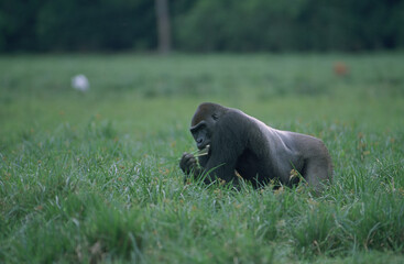 afrique, congo-brazzaville, gorille de plaine, gorille de l'ouest, biodiversité, nature,...