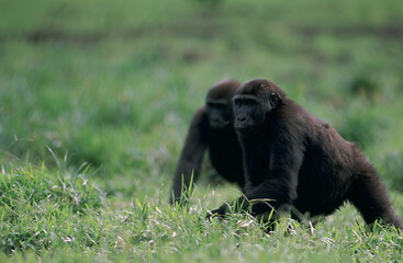 afrique, congo-brazzaville, gorille de plaine, gorille de l'ouest, biodiversité, nature, éléphant, animal, 
