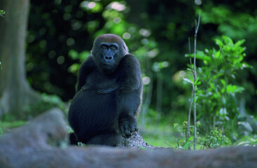 afrique, congo-brazzaville, gorille de plaine, gorille de l'ouest, biodiversité, nature,...