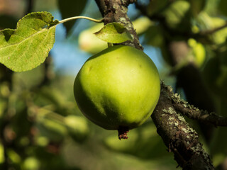 Vibrant Green Apple Ripening on a Tree Branch in Sunlight