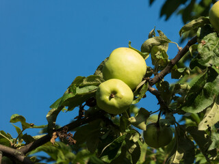 Green Apples on a Branch Against a Clear Blue Sky