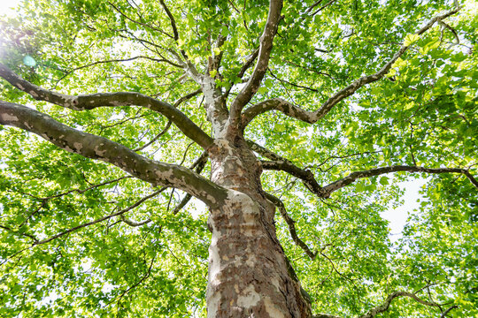 American cynamore tree bottow view