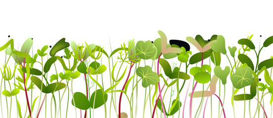 Microgreens growing in a dense and vibrant row against white background
