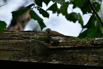 young bird © Justyna